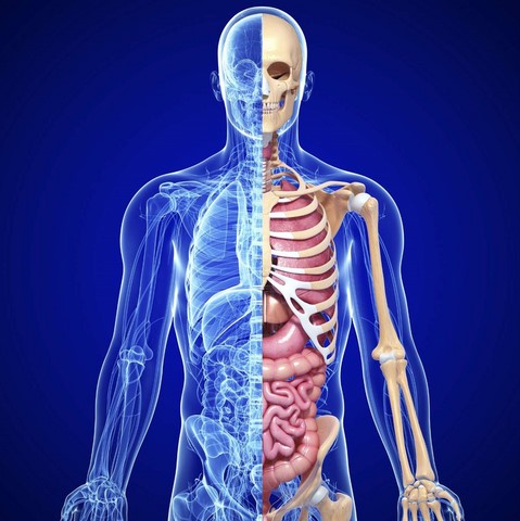 squelette multidisciplinaire